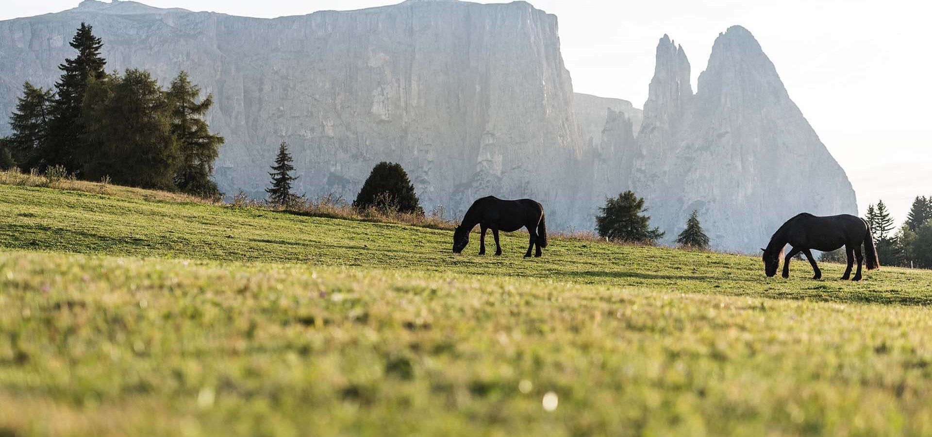 morodeserhof in kastelruth urlaub auf dem bauernhof in den dolomiten 1