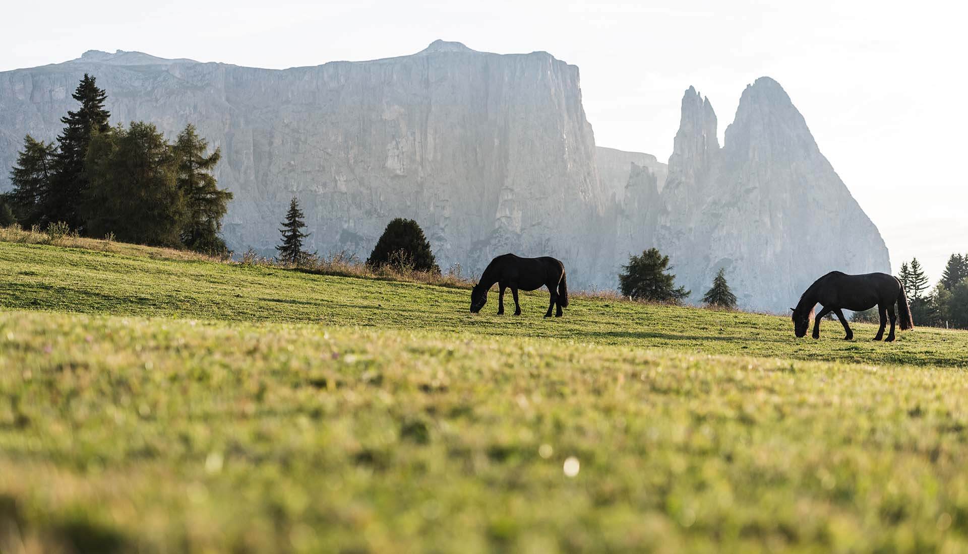 morodeserhof in kastelruth urlaub auf dem bauernhof in den dolomiten 1